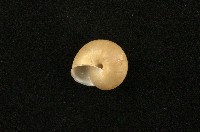 扁蝸牛藏品圖，第2張